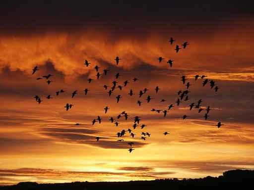 Sonnenaufgang Wall Decal