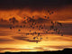 Sonnenaufgang Wall Decal