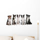 five border collie dogs Wall Decal