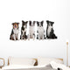 five border collie dogs Wall Decal