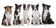 five border collie dogs Wall Decal