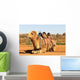 Camel Sitting with Saddle Wall Mural