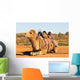 Camel Sitting with Saddle Wall Mural