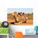 Camel Sitting with Saddle Wall Mural