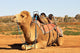 Camel Sitting with Saddle Wall Mural