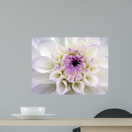 Closeup White Dahlia