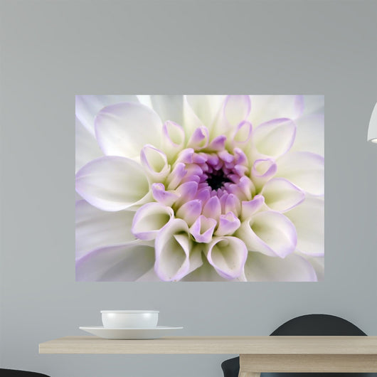 Closeup White Dahlia