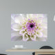 Closeup White Dahlia