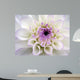 Closeup White Dahlia