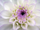 Closeup White Dahlia