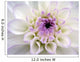 Closeup White Dahlia