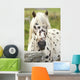 Horse Wall Mural