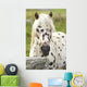Horse Wall Mural