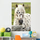 Horse Wall Mural