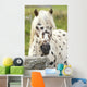 Horse Wall Mural