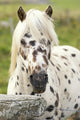 Horse Wall Mural