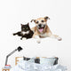 Close-up Portrait Cat and
