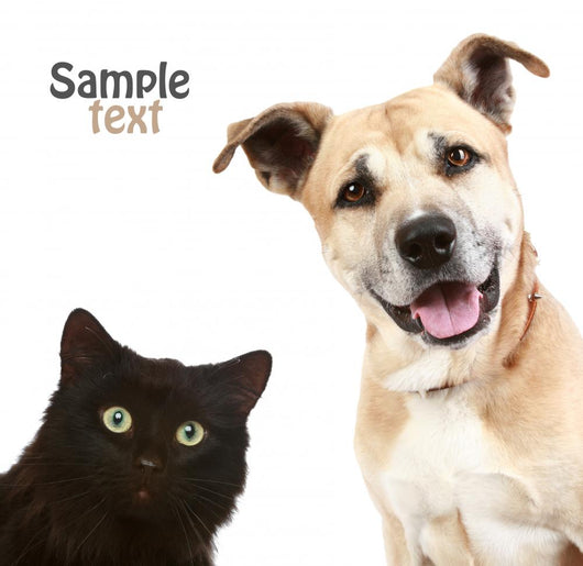 Cat and Dog on a White Background Wall Decal