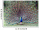 Peacock in All Its Splendour Wall Mural
