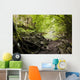 River with Rocks Forest