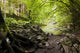 River with Rocks Forest
