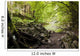 River with Rocks Forest