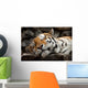 Sleeping Tiger Wall Mural