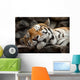 Sleeping Tiger Wall Mural