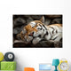 Sleeping Tiger Wall Mural