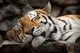 Sleeping Tiger Wall Mural