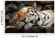 Sleeping Tiger Wall Mural
