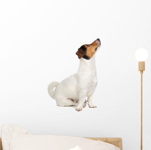 Jack Russel Terrier Puppy Wall Decal