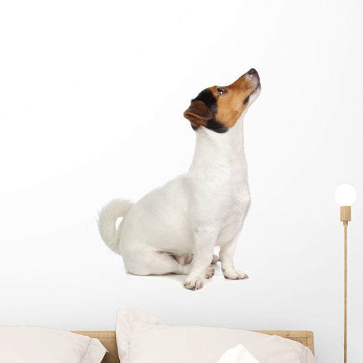 Jack Russel Terrier Puppy Wall Decal