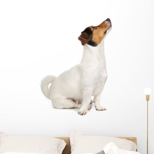 Jack Russel Terrier Puppy Wall Decal