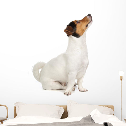 Jack Russel Terrier Puppy Wall Decal