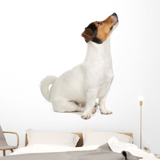 Jack Russel Terrier Puppy Wall Decal