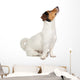 Jack Russel Terrier Puppy Wall Decal