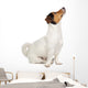 Jack Russel Terrier Puppy Wall Decal