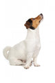 Jack Russel Terrier Puppy Wall Decal