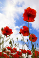 Red Poppies Meadow