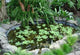 Little Lake with Green Wall Decal