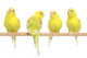 Four Yellow Budgie on Branch Wall Decal