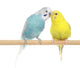 Pair of Budgerigars Wall Decal