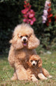 Tenderness between Poodle Mom