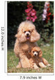 Tenderness between Poodle Mom