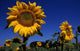 Tournesol Wall Mural