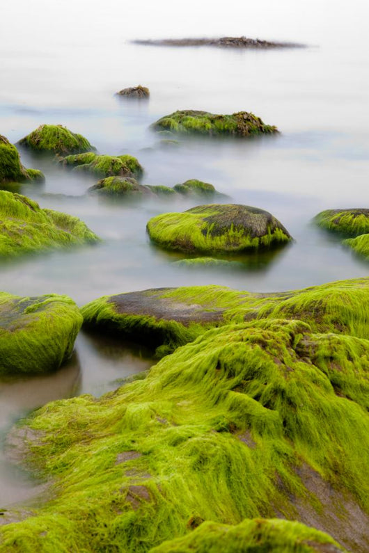 Boulders Covered with Green
