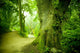 Forest Pathway Wall Mural