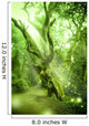 Enchanted Forest