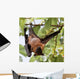 Flughund - Flying fox - Fruit bat Wall Mural
